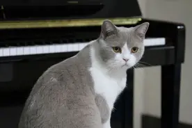 我家的小猫一周岁了，它是一只不怎么完美的猫，让人操碎心图片