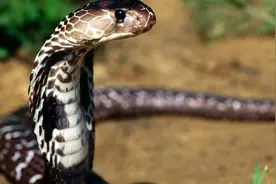 带你认识一下世界上毒性最强的10种“蛇”，遇见了千万要躲开！图片