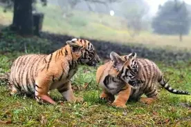 中国华南虎：当年被送到非洲草原进行野化训练，之后它们怎么样了图片