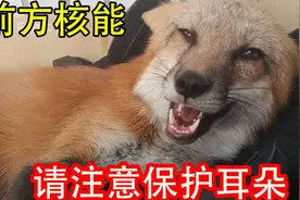 「前方核能」狐狸到底是怎么叫的，请注意保护耳朵哦视频封面