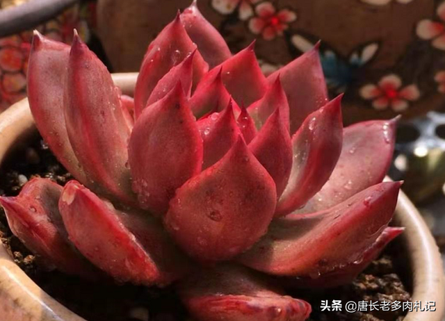 多肉阿姆斯壮长得像弗兰克?那就对了,因为它们本身就有血缘关系