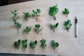 又到长寿花扦插季节，做好“2选3足”，15天长满白根图片