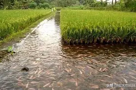 90年代备受推崇的“稻田养鱼”，为何现在不火了？看完懂了图片