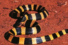 “亚洲死神”的孪生兄弟，杀人如麻？金环蛇：人不犯我，我不犯人图片