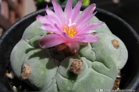 银冠玉的夏日时刻，不长刺的仙人球也很萌图片