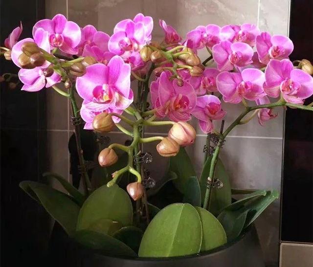 贝拉小蜜蜂草本身体乳