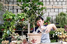 桂花上盆以后，浇水加点“料”，快速生根，叶子油绿开花多视频封面