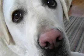 这些狗狗鼻子褪色的原因，要弄清楚，然后做好预防图片