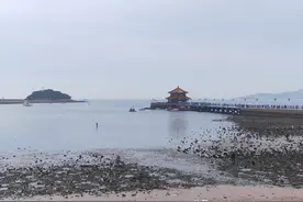 总台中国之声关注青岛：多个景区升级亮相，“海底走廊”等你来打卡图片
