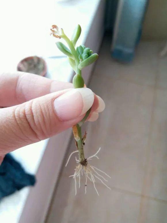 剪完的铜钱草用它养,蹭蹭窜芽,半月又能长满盆!