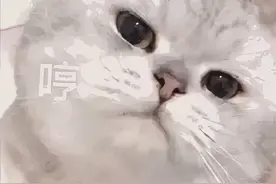 到手前粘人，到手后翻脸！猫猫才是真正的PUA大师图片