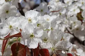 第二十三届山东宁阳梨花节公告图片