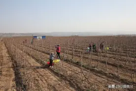 吐槽完公园里“大妈上树”，黄河岸边又出现“采花大盗”，啥情况图片