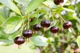 樱桃成熟正当时，东莞麻涌开启樱桃采摘季图片