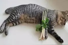 猫咪淘气摔断腿，铲屎官用香茅自制拐杖，喵星人：你是认真的吗？图片