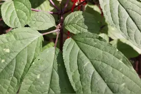 走进吉林长白山，探秘你所不知道的“百草之王”林下参图片