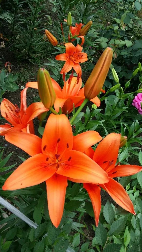 趣说生物：植物不吃不喝是如何长大的？