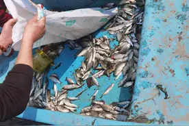 禁渔期仍有人顶风作案，松江查处两起“电捕鱼”案件抓获三人图片