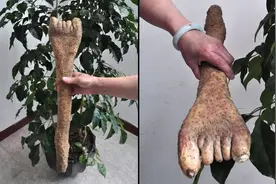 一生都难得一见的奇葩植物，仿佛来自外太空图片