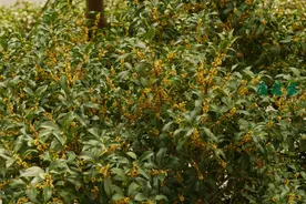 留住秋天的桂花香（干桂花、桂花蜜）图片