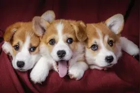 6条选择饲养柯基的理由，你会心动养一只吗？图片