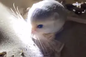 驴友在新疆沙漠发现神奇小动物，像个球形“鼠标”，一年睡九个月图片