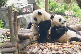 有一份高深莫测的姐妹情，缩写叫“太阳SHE”图片