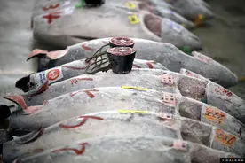 澳洲龙虾：“畸形”的市场和失控的“赌局”图片