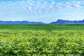 第一批国家有机食品生产示范基地认定名单公布，蒲江3个入选！图片