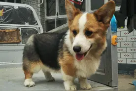 十个柯基九个串：纯种柯基的5个特征，避免你选中串串图片