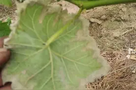 葡萄开花前后，各种黄叶不长似乎都是同一个原因图片