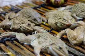 荒野生活-晚餐时在森林里烹饪青蛙汤食谱图片