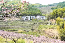 以桃花为媒 挖掘乡村旅游资源图片
