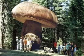 比蓝鲸还大的生物体，居然是一种蘑菇？能吃吗？图片