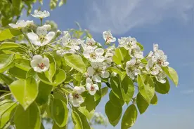 春季苹果园技术管理要点，简单易学，太详细了图片