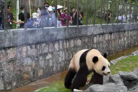 凤凰中华大熊猫苑开园 8只大熊猫正式与游客见面，小心被“萌”翻图片