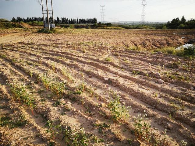 吉林矿山全自动洗砂机用途