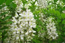 还记得那一串串雪白的洋槐花吗，你吃过吗？图片