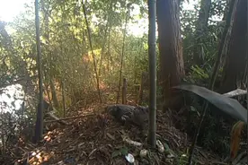 坚强又可爱！安徽扬子鳄保护区首次拍到鳄鱼宝宝破壳而出图片