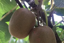 基金项目：金怡猕猴桃在湖北大别山区引种表现及栽培关键技术图片