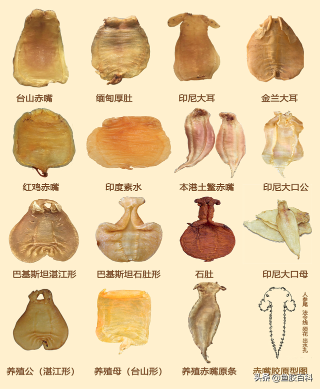 鱼胶品种大全(图解)24 2026年鱼胶品种名称大全图