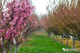 河南西平：百万株海棠即将花开成海，周末来约​！图片