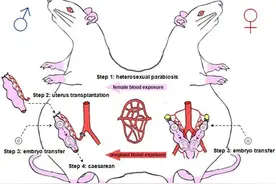 公鼠怀孕实验成功？生育力可以这样转移么？图片