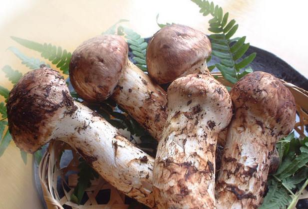 三十一种常见的菌类蘑菇图片