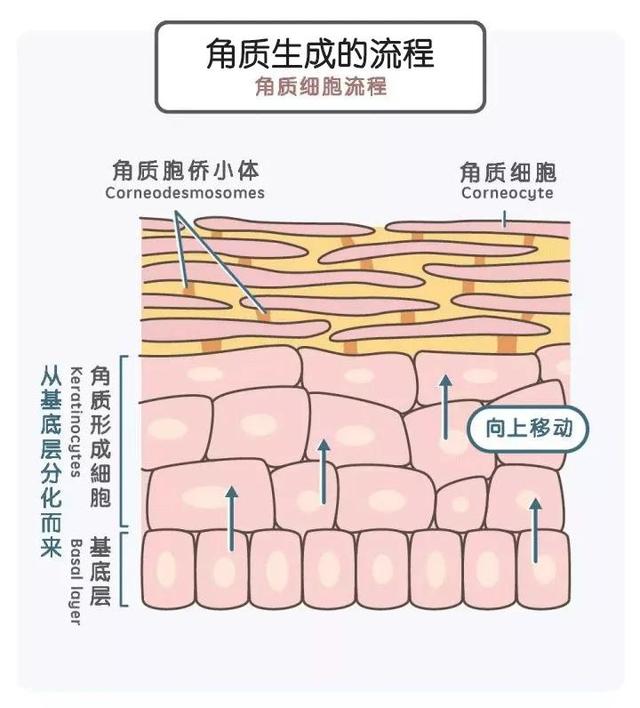 鑱婅亰淇濇箍浜у搧閲岀殑涓昏鎴愬垎