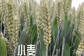 什么样的小麦品种才能高产，种植小麦，选种也是关键的一步图片