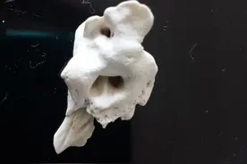 故事：猪惊骨图片