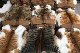 真猫皮大衣，暴利灰色的产业链背后，那么多的猫是哪来的？图片