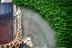 憋笑挑战，能坚持不笑的不超过10人图片