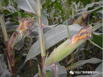 效养蛋禽-全解--如何高效有力的养殖蛋禽增加产蛋，收入